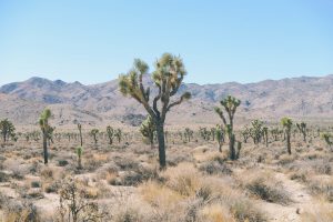 Majrex like the desert cactus